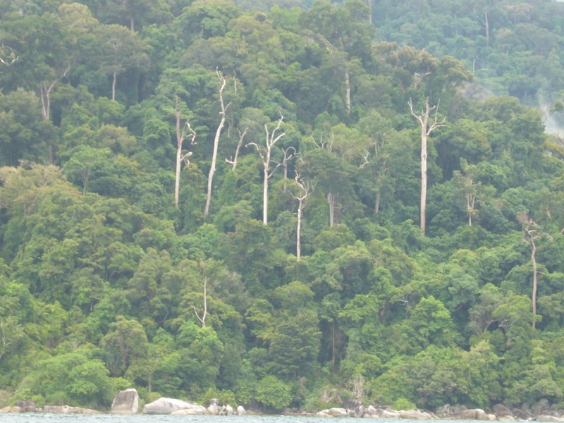 More Trees